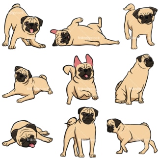 Apricot pug dogs. PNG - JPG and vector EPS file formats (infinitely scalable). Images isolated on transparent background.