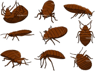 Bed bugs. PNG - JPG and vector EPS file formats (infinitely scalable). Image isolated on transparent background.