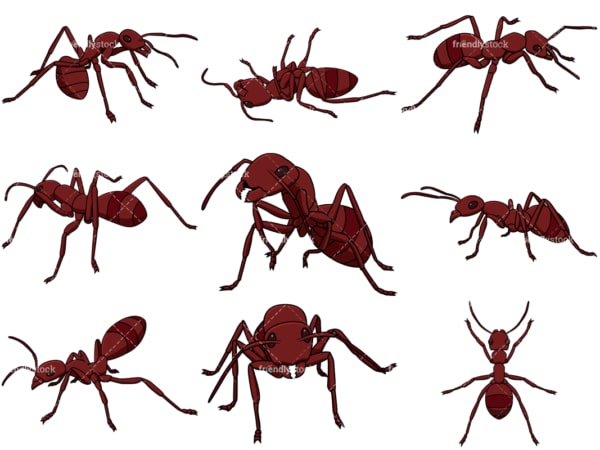 Red ant collection. PNG - JPG and vector EPS file formats (infinitely scalable). Images isolated on transparent background.