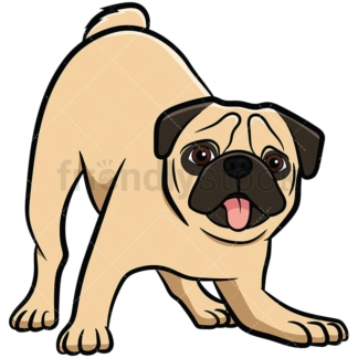Apricot pug dog on alert. PNG - JPG and vector EPS file formats (infinitely scalable). Image isolated on transparent background.