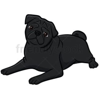 Black pug dog tilting head. PNG - JPG and vector EPS file formats (infinitely scalable). Image isolated on transparent background.
