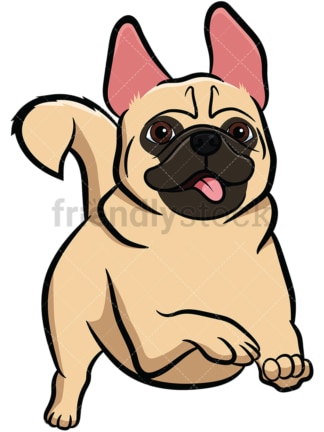 Apricot pug dog running. PNG - JPG and vector EPS file formats (infinitely scalable). Image isolated on transparent background.
