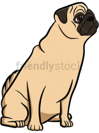Apricot pug dog sitting on hind legs. PNG - JPG and vector EPS file formats (infinitely scalable). Image isolated on transparent background.