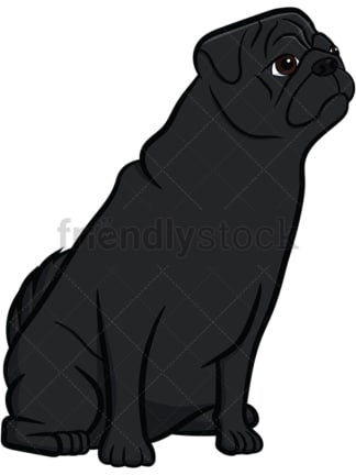 Black pug dog sitting on hind legs. PNG - JPG and vector EPS file formats (infinitely scalable). Image isolated on transparent background.