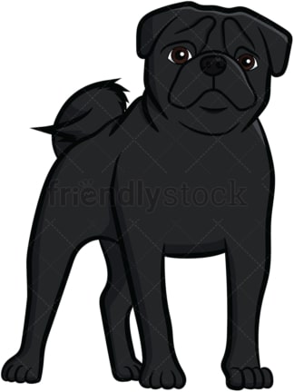 Black pug dog standing. PNG - JPG and vector EPS file formats (infinitely scalable). Image isolated on transparent background.