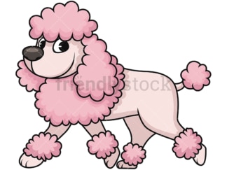 Groomed miniature poodle. PNG - JPG and vector EPS (infinitely scalable). Image isolated on transparent background.