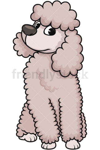 Curious miniature poodle. PNG - JPG and vector EPS (infinitely scalable). Image isolated on transparent background.