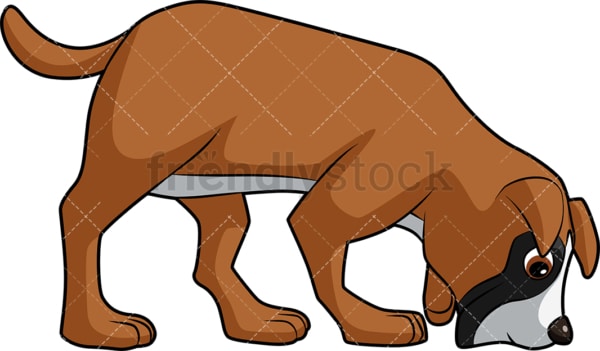 Boxer dog sniffing ground. PNG - JPG and vector EPS (infinitely scalable). Image isolated on transparent background.