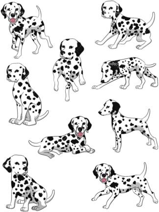 Dalmatian dogs. PNG - JPG and vector EPS file formats (infinitely scalable). Image isolated on transparent background.