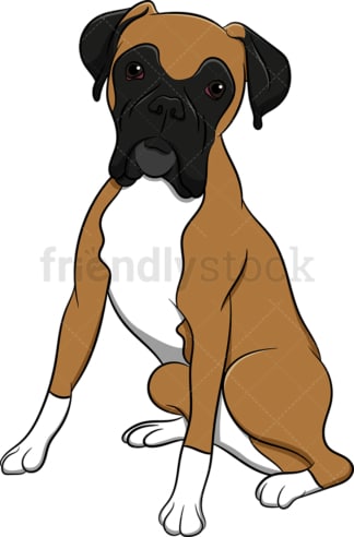 Eager boxer dog. PNG - JPG and vector EPS (infinitely scalable). Image isolated on transparent background.