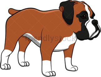 Boxer dog standing still. PNG - JPG and vector EPS (infinitely scalable). Image isolated on transparent background.