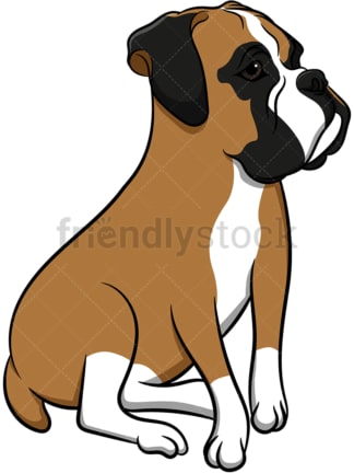 Attentive boxer dog. PNG - JPG and vector EPS (infinitely scalable). Image isolated on transparent background.