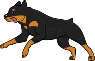 Active rottweiler running. PNG - JPG and vector EPS (infinitely scalable).
