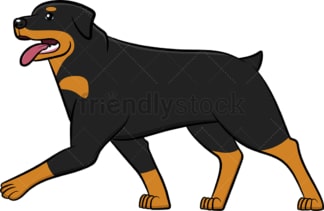Rottweiler walking with tongue out. PNG - JPG and vector EPS (infinitely scalable).