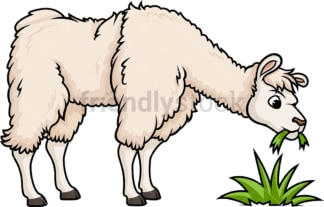 Llama eating grass. PNG - JPG and vector EPS (infinitely scalable).