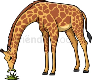 Giraffe eating grass. PNG - JPG and vector EPS (infinitely scalable).