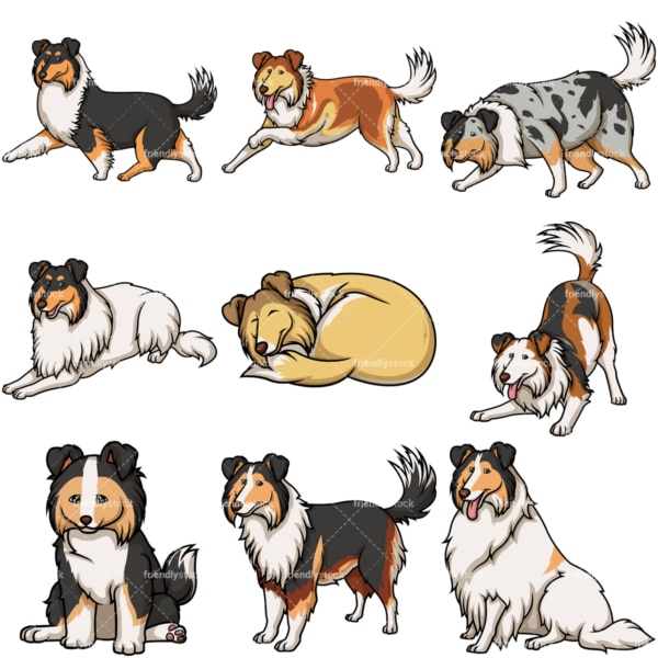 Collie dogs. PNG - JPG and vector EPS file formats (infinitely scalable).
