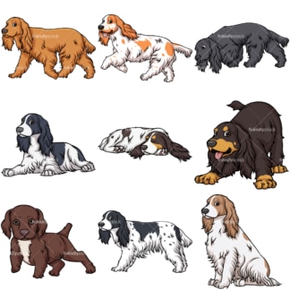 English cocker spaniel dogs. PNG - JPG and vector EPS file formats (infinitely scalable).