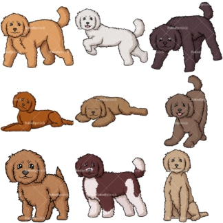 Labradoodle dogs. PNG - JPG and vector EPS file formats (infinitely scalable).