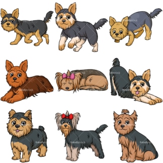 Yorkshire terrier dogs. PNG - JPG and vector EPS file formats (infinitely scalable).