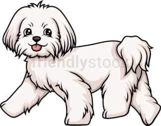 Maltese walking. PNG - JPG and vector EPS (infinitely scalable).