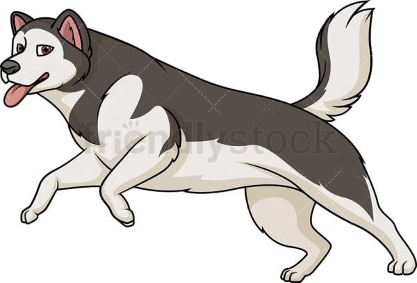 Alaskan malamute running. PNG - JPG and vector EPS (infinitely scalable).