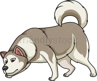 Alaskan malamute sniffing. PNG - JPG and vector EPS (infinitely scalable).