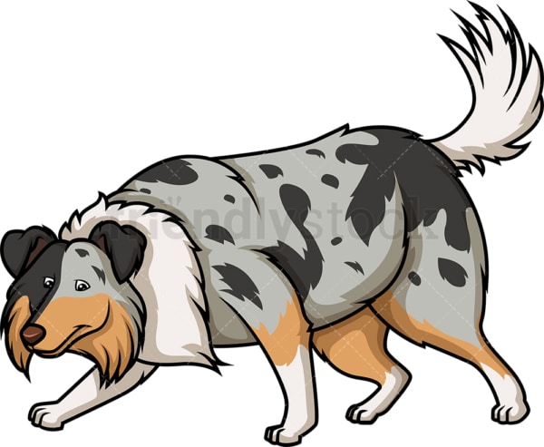 Blue merle collie sniffing. PNG - JPG and vector EPS (infinitely scalable).
