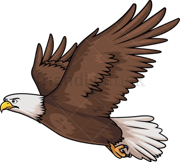 Flying bald eagle. PNG - JPG and vector EPS (infinitely scalable).