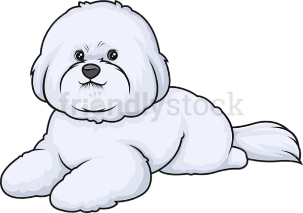 Bichon frise lying down. PNG - JPG and vector EPS (infinitely scalable).