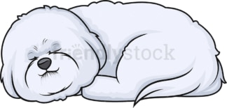 Bichon frise sleeping. PNG - JPG and vector EPS (infinitely scalable).
