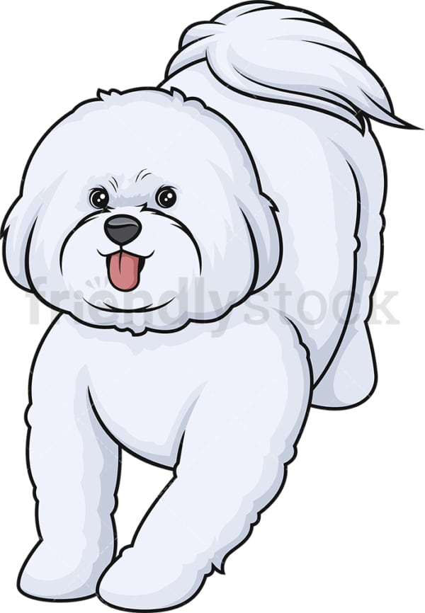 Playful bichon frise. PNG - JPG and vector EPS (infinitely scalable).