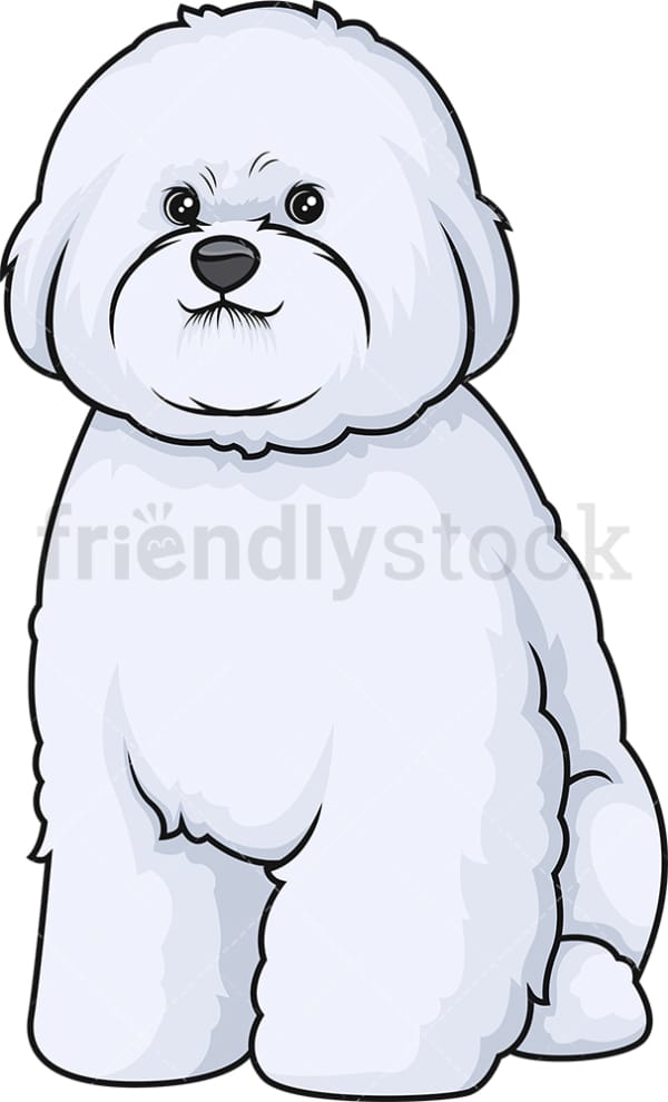 Obedient bichon frise sitting. PNG - JPG and vector EPS (infinitely scalable).