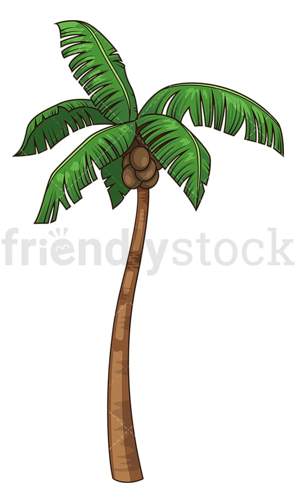 Coconut tree. PNG - JPG and vector EPS file formats (infinitely scalable). Image isolated on transparent background.