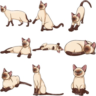 Siamese cats. PNG - JPG and infinitely scalable vector EPS - on white or transparent background.