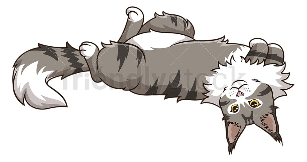 Maine Coon Cat Lying On Its Back Cartoon Clipart Vector FriendlyStock