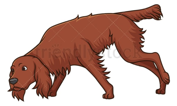 Irish setter sniffing. PNG - JPG and vector EPS (infinitely scalable).