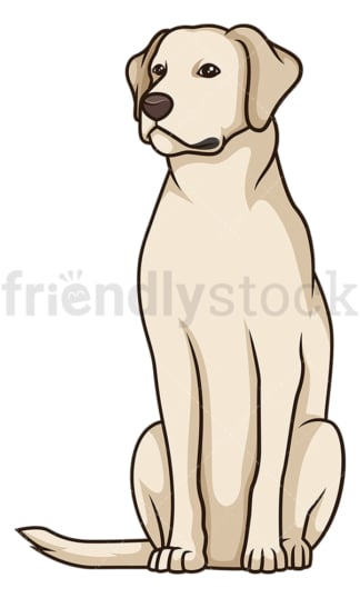 Obedient labrador retriever sitting. PNG - JPG and vector EPS (infinitely scalable).