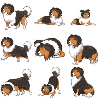 Shetland sheepdog dogs. PNG - JPG and vector EPS file formats (infinitely scalable).