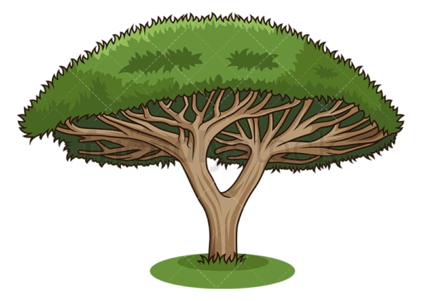 Dragon tree. PNG - JPG and vector EPS (infinitely scalable).